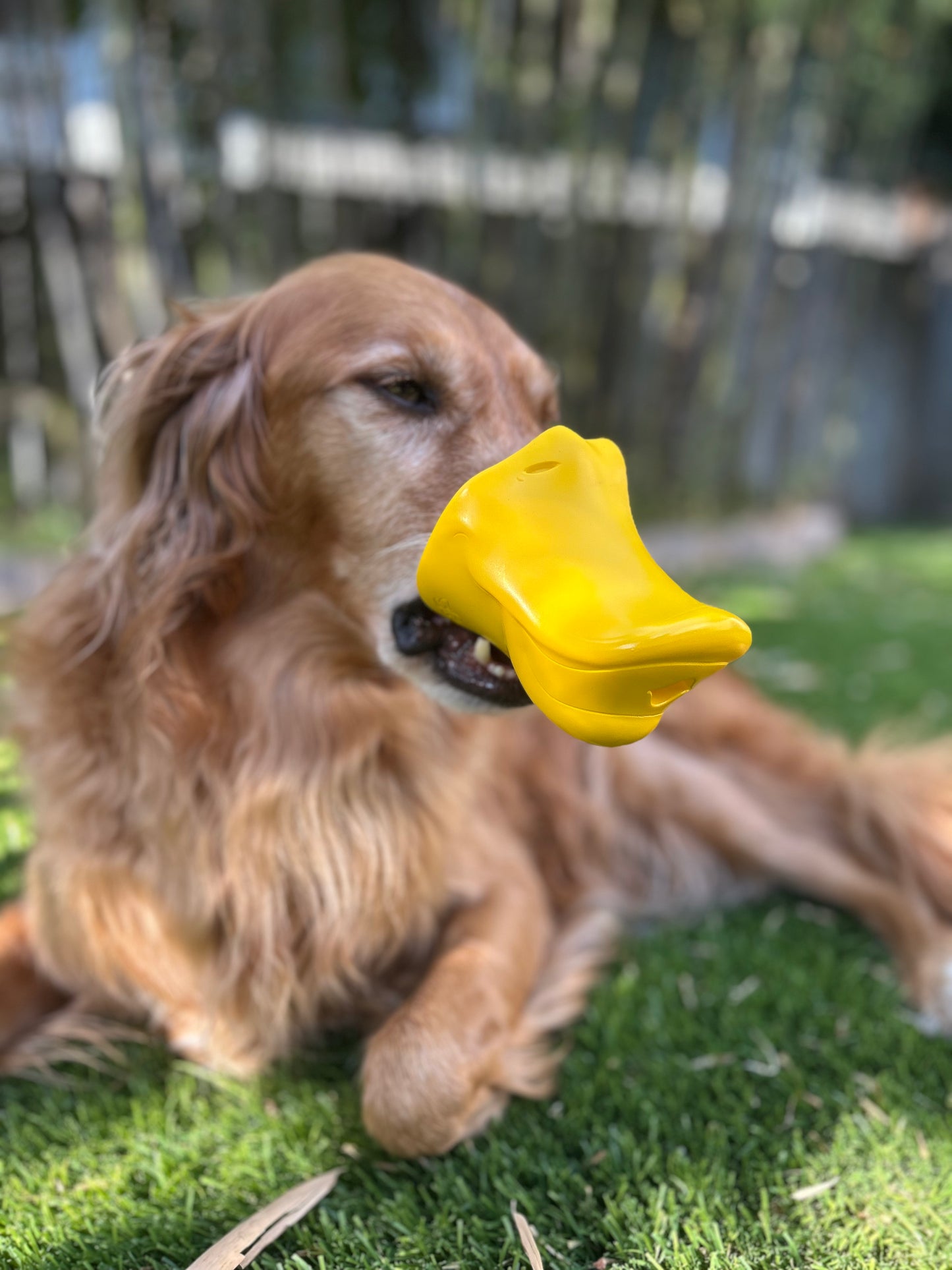 The Quacker