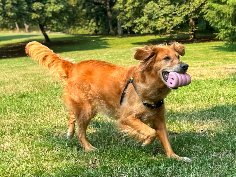 Dog Playing with Pig Snout Dog Toy Called The Oinker