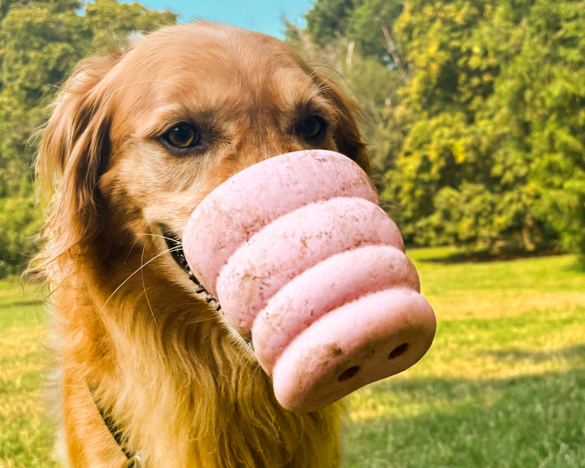 The Oinker Pig Nose Dog Toy Being Worn by a Dog