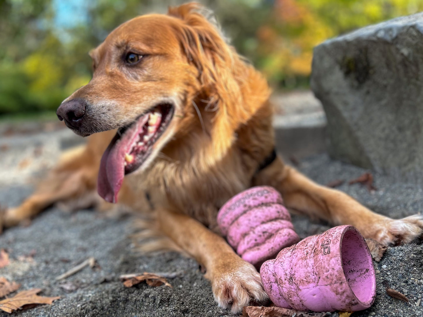 The Oinker Pig-Nose Dog Toy being played with by a dog.