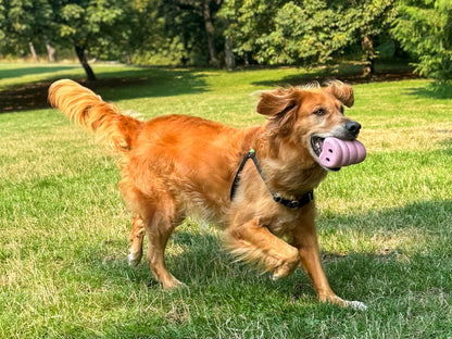 Dog Playing with Pig Snout Dog Toy Called The Oinker